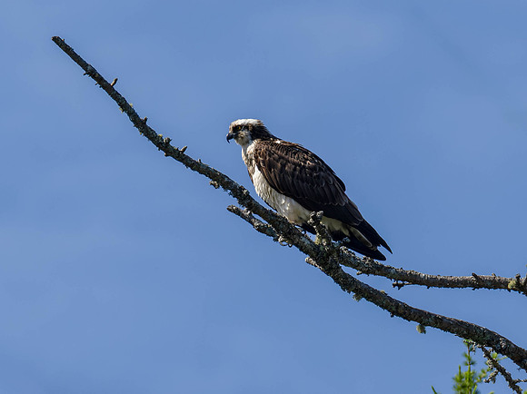 Osprey