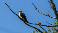 Osprey