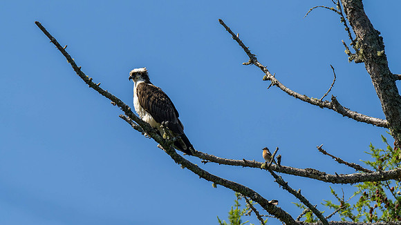 Osprey