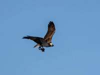 Osprey