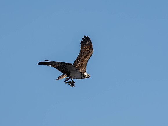 Osprey