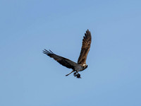 Osprey