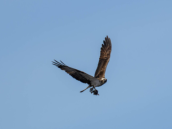 Osprey