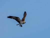 Osprey