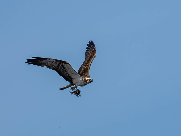 Osprey