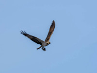 Fish in Flight