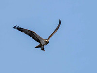Osprey