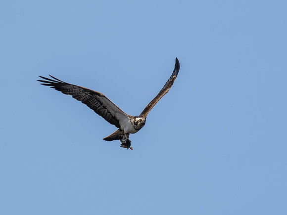 Osprey