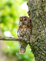 2026-06 Tawny Owl