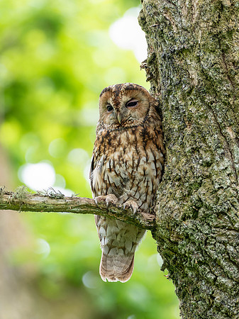 2026-06 Tawny Owl