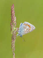 2026-07 Common Blue butterfly