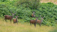 Red Deer Stags in Velvet