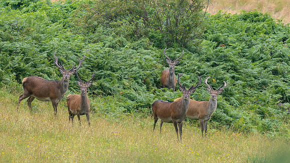 Red Deer Stags in Velvet
