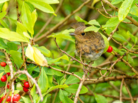 A Bird in the Bush