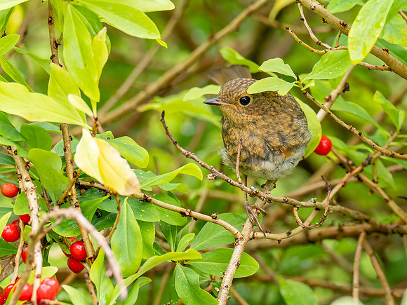 A Bird in the Bush