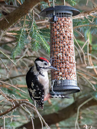 Great Spotted Woodpecker
