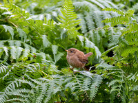 Wren
