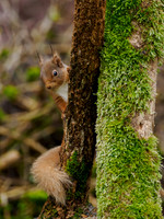 Squirrel in the Drizzle
