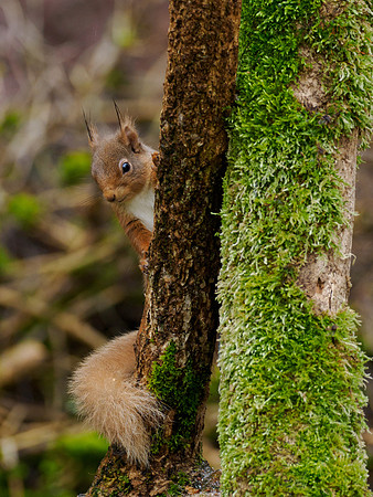 Squirrel in the Drizzle