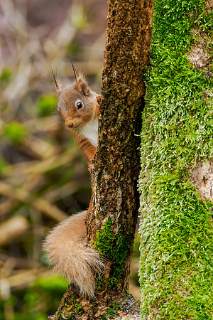 Squirrel in the Drizzle