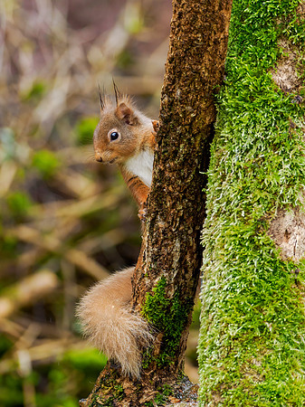 Squirrel in the Drizzle
