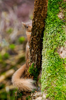Squirrel in the Drizzle
