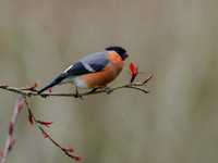 Bullfinch (Pyrrhula pyrrhula)