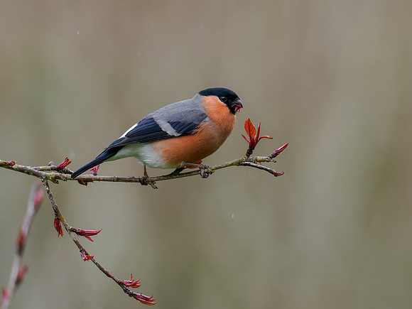 Bullfinch (Pyrrhula pyrrhula)