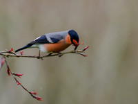 Bullfinch (Pyrrhula pyrrhula)