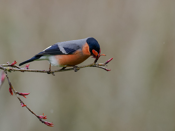 Bullfinch (Pyrrhula pyrrhula)