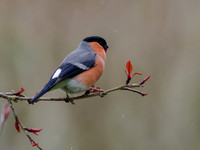 Bullfinch (Pyrrhula pyrrhula)