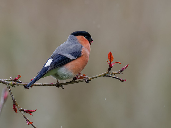 Bullfinch (Pyrrhula pyrrhula)