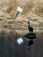 The Glen Cannich Cormorant