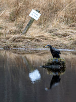 The Glen Cannich Cormorant
