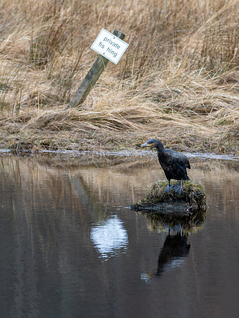 The Glen Cannich Cormorant