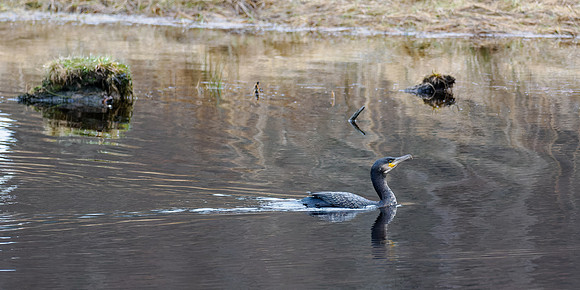 The Glen Cannich Cormorant