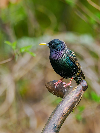 Starling (Sturnus vulgaris)