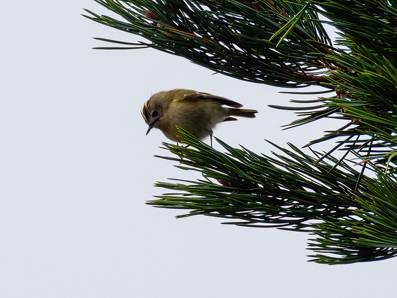 Goldcrest