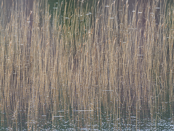 Abstract Reeds