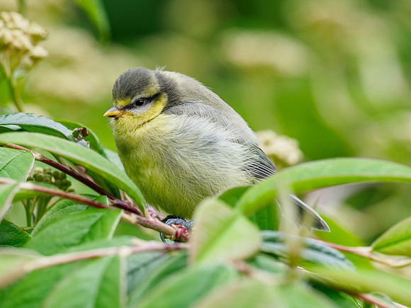 Blue Tit Chick
