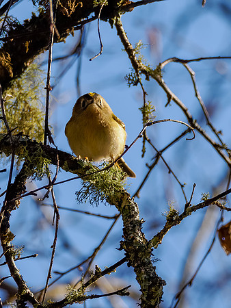 Goldcrest (Regulus regulus)