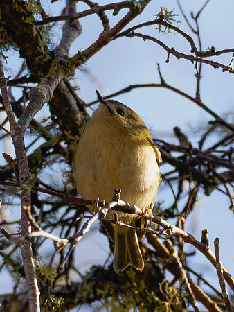 Goldcrest (Regulus regulus)