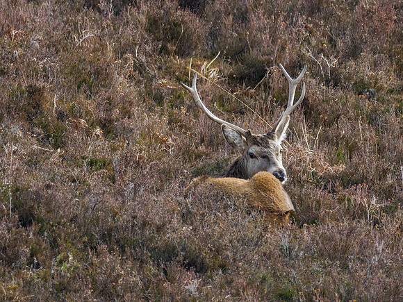 20230326-Glen Cannich-OM015949-Edit