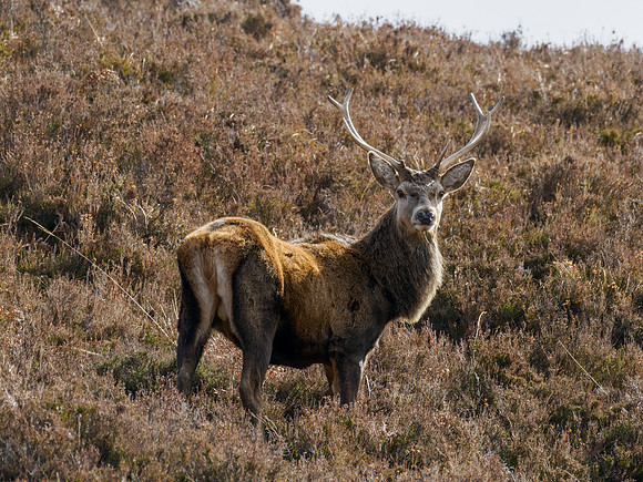 20230326-Glen Cannich-OM015972-Edit