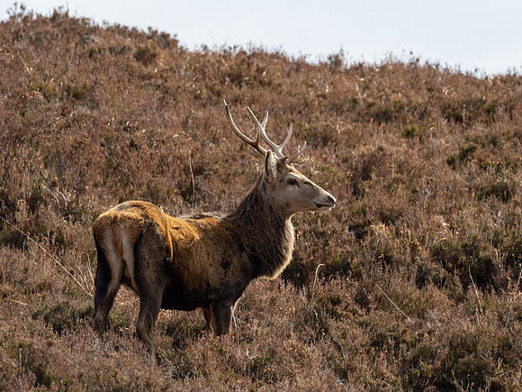 20230326-Glen Cannich-OM016001