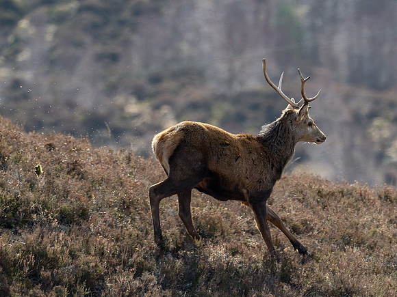 20230326-Glen Cannich-OM016055-Edit
