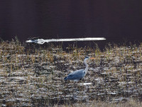 Grey Heron and Passing Duck