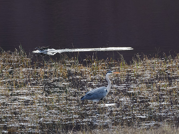 Grey Heron and Passing Duck