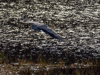 Grey Heron Departure