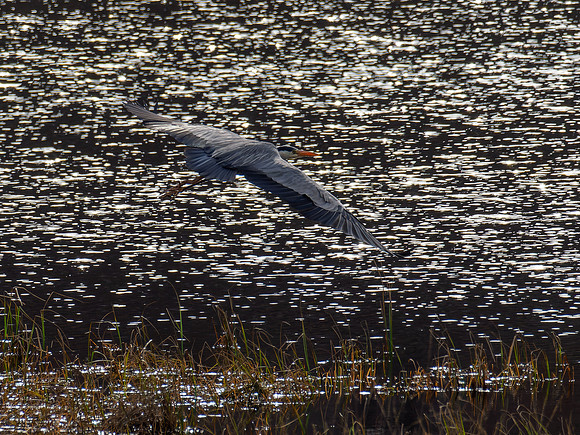 Grey Heron Departure